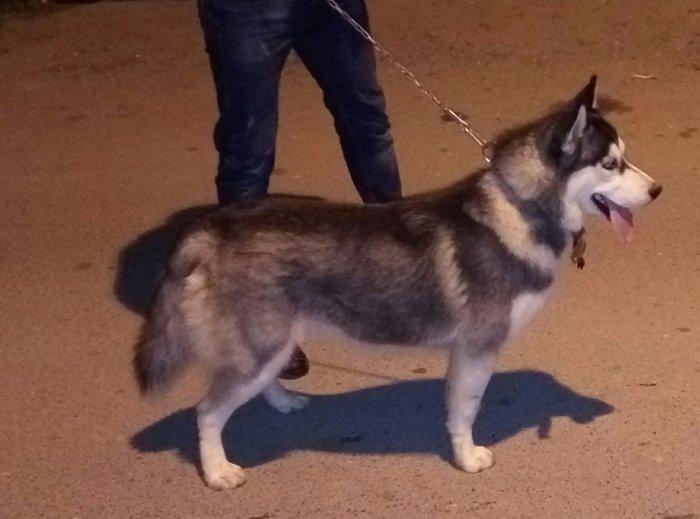 Salam. Tam saglam 8 ayliq erkek xaski. Kim istese ite gorusub baxada