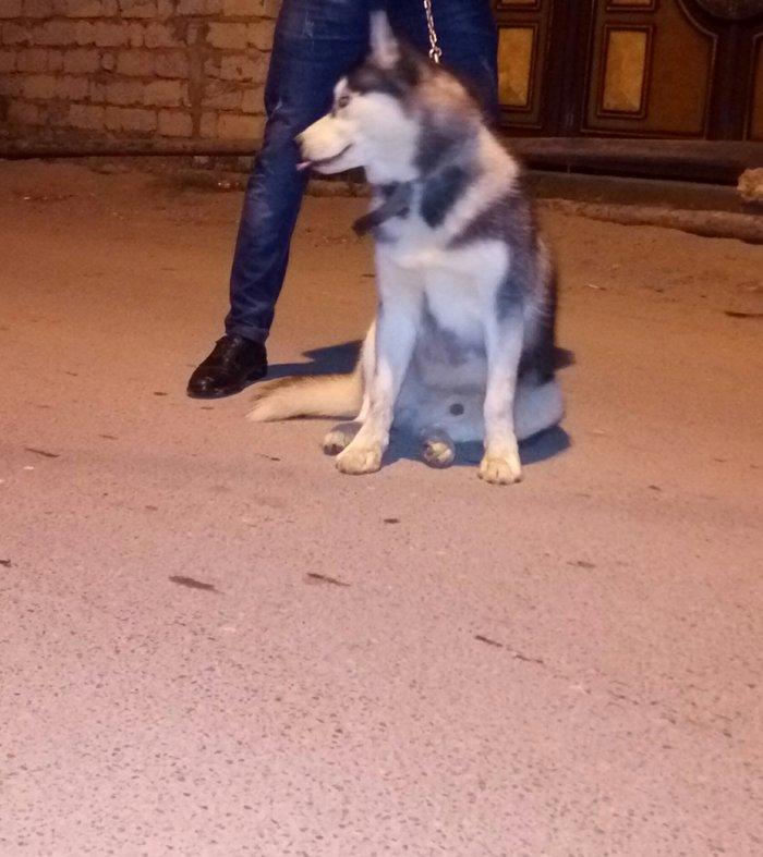 Salam. Tam saglam 8 ayliq erkek xaski. Kim istese ite gorusub baxada