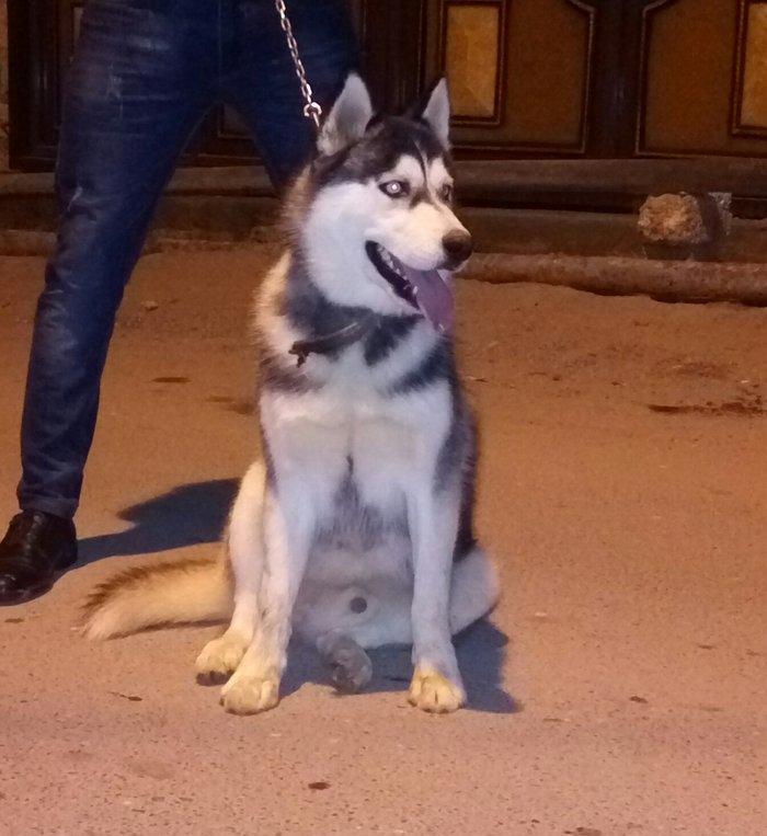 Salam. Tam saglam 8 ayliq erkek xaski. Kim istese ite gorusub baxada