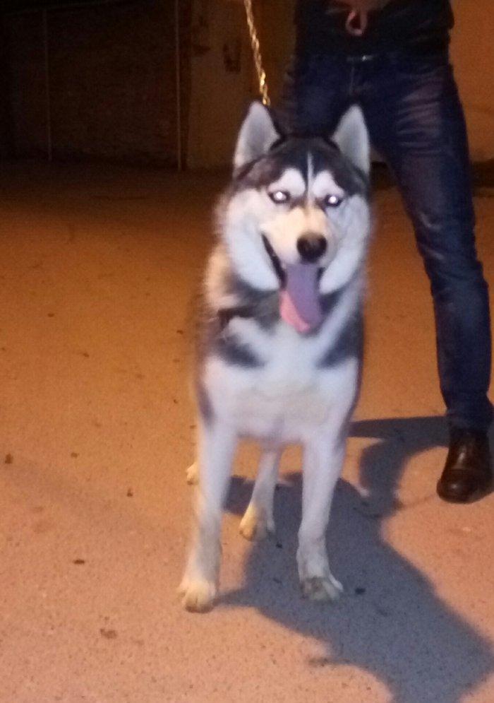 Salam. Tam saglam 8 ayliq erkek xaski. Kim istese ite gorusub baxada