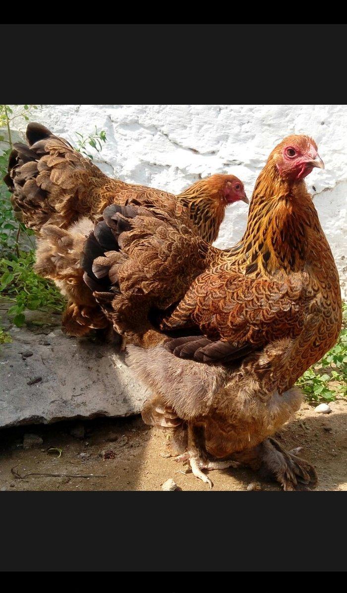 brama qold brama dark mayali yumurtalar 1eded 3azn yumurta coxdu razi