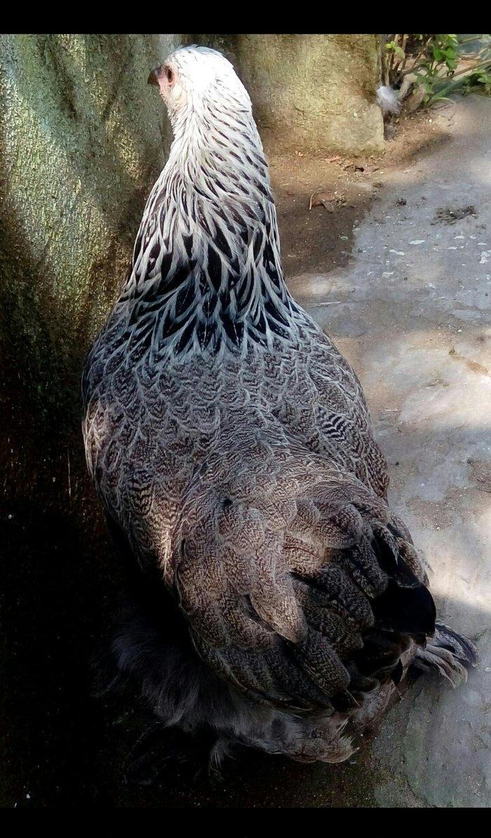 brama qold brama dark mayali yumurtalar 1eded 3azn yumurta coxdu razi