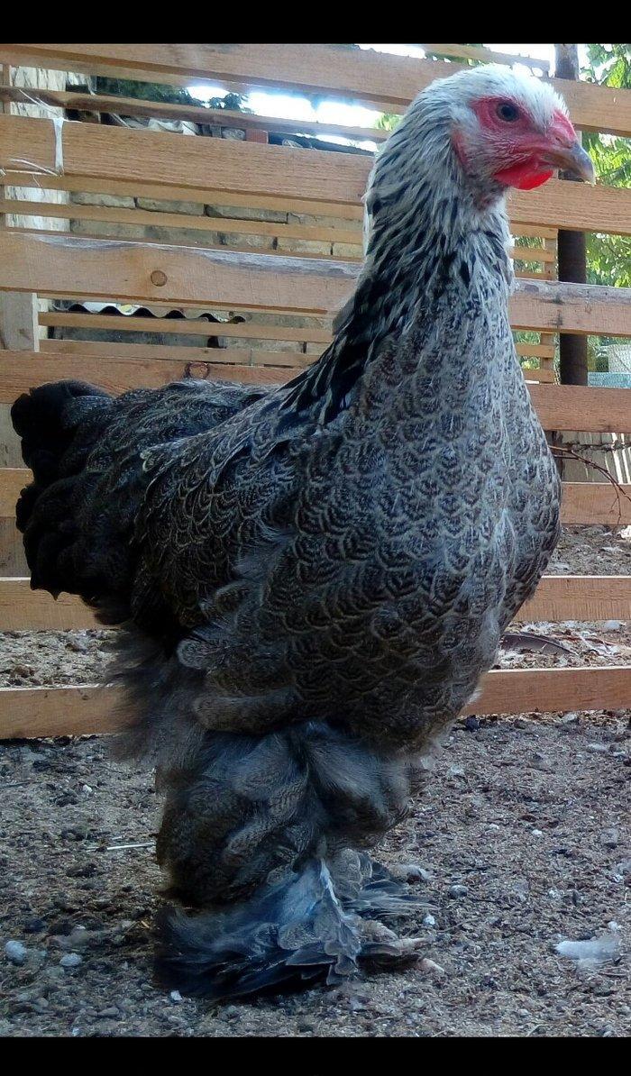 brama qold brama dark mayali yumurtalar 1eded 3azn yumurta coxdu razi