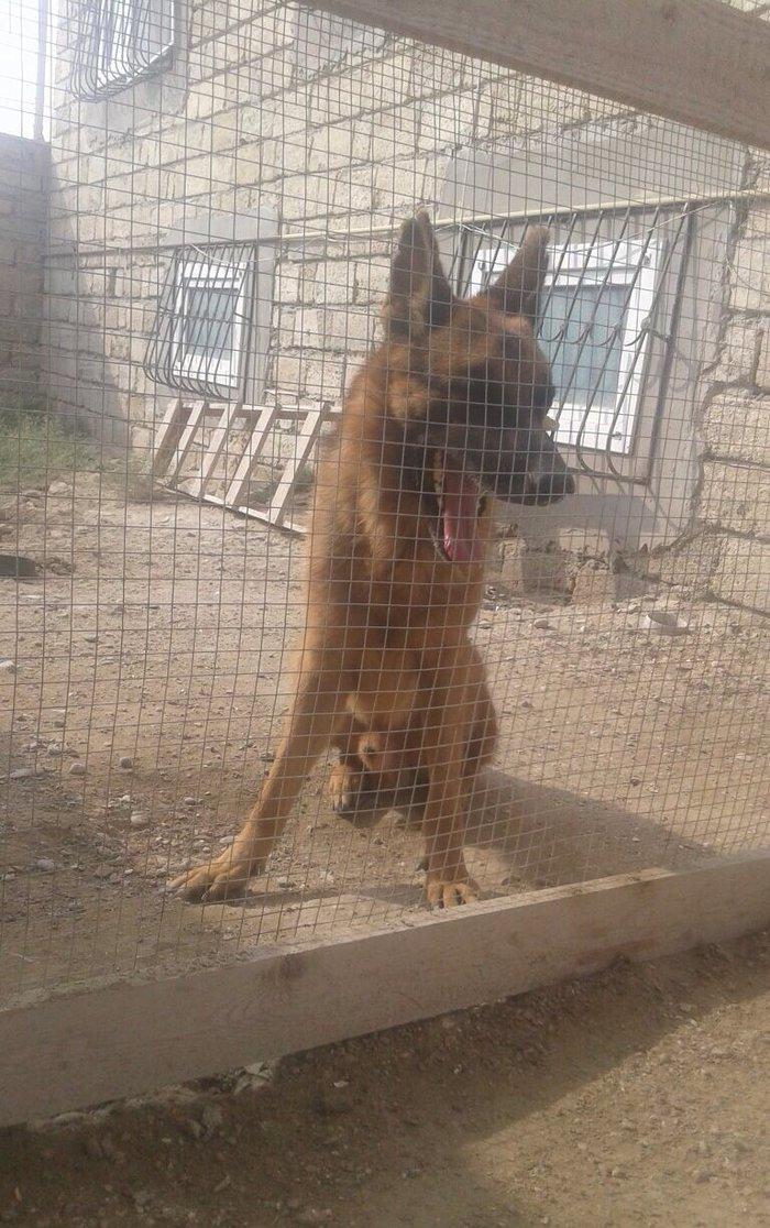 Kimde diwi varsa cut vura bilerem afcarkadi nenka it zad isdemirem 50