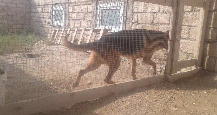 Kimde diwi varsa cut vura bilerem afcarkadi nenka it zad isdemirem 50