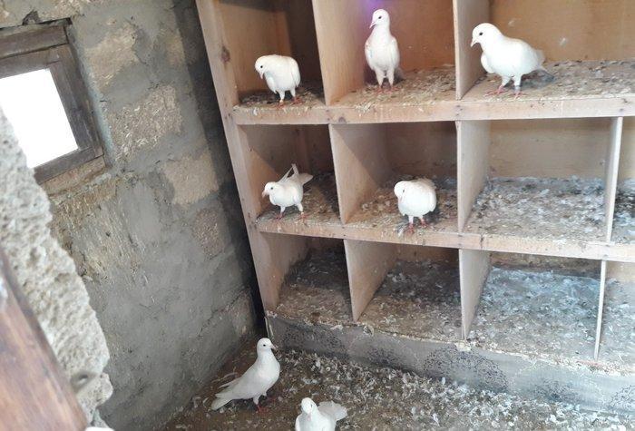 Ağ uzun quşlardı xaç quyruqdu 3 saat uçmaqları var 17 tükdü 9 dənəsin