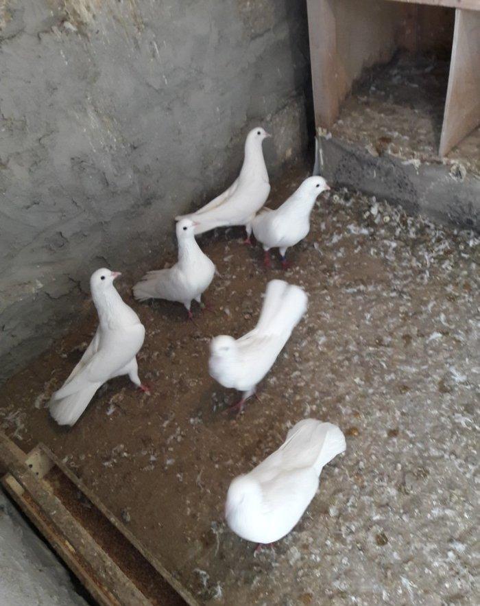 Ağ uzun quşlardı xaç quyruqdu 3 saat uçmaqları var 17 tükdü 9 dənəsin