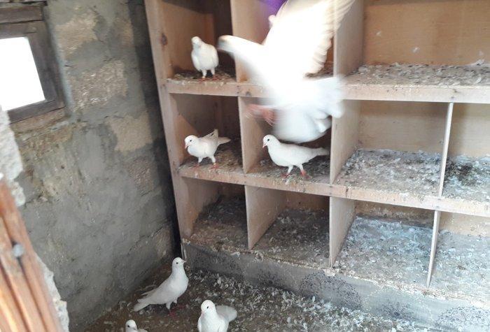 Ağ uzun quşlardı xaç quyruqdu 3 saat uçmaqları var 17 tükdü 9 dənəsin