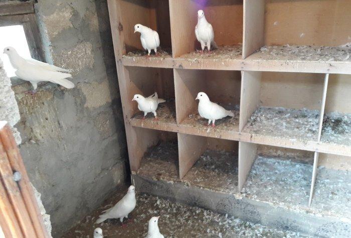 Ağ uzun quşlardı xaç quyruqdu 3 saat uçmaqları var 17 tükdü 9 dənəsin