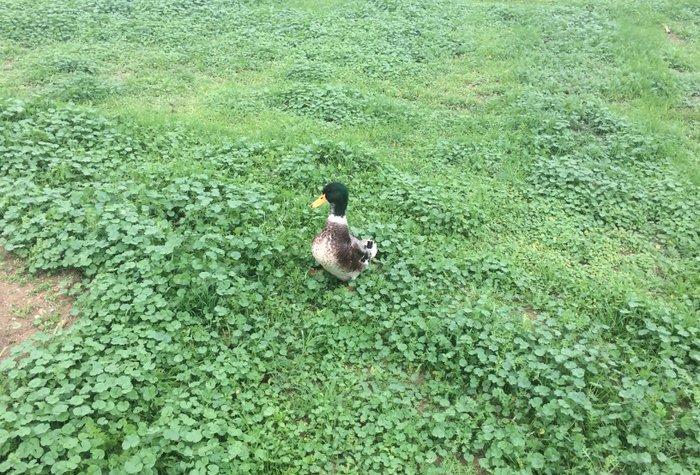 salam bir cut yasil bas satilir manat sonu.veya yeke kekilli