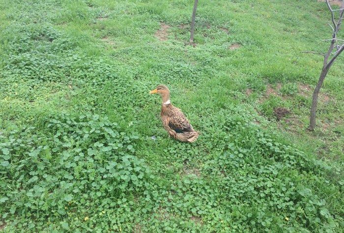 salam bir cut yasil bas satilir manat sonu.veya yeke kekilli