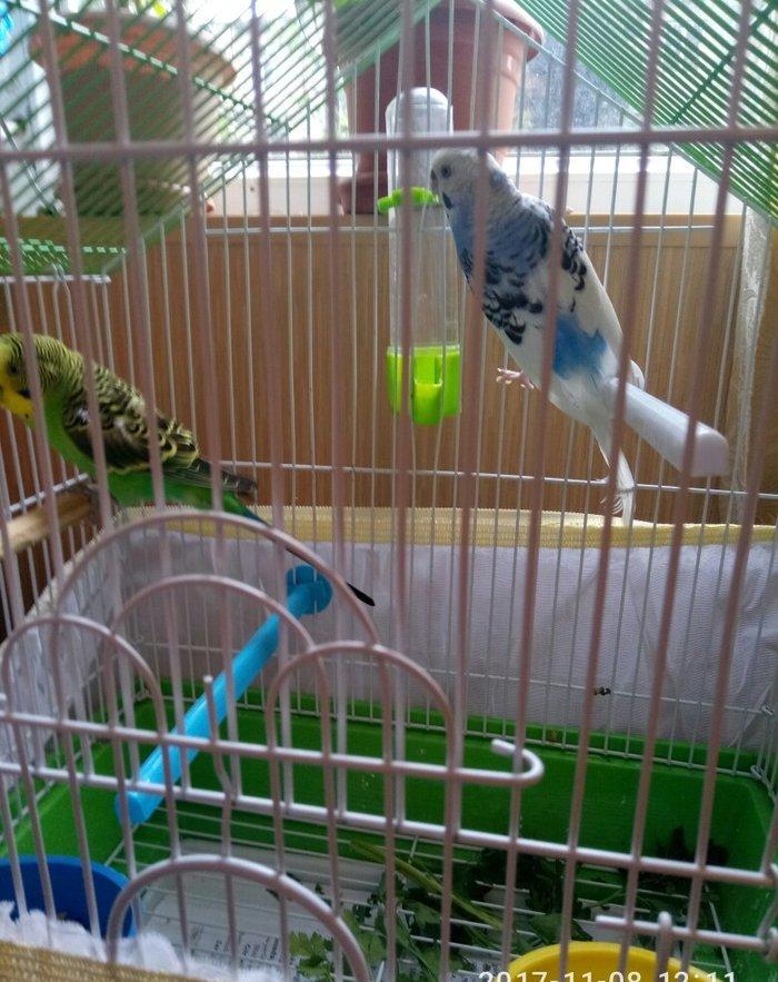 altinda dord yumurtasi var. qefesle satilir evde saxlanan quwlardi. ir