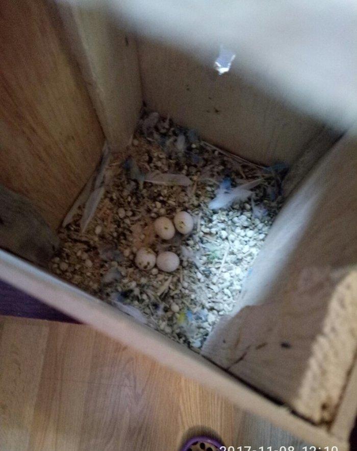 altinda dord yumurtasi var. qefesle satilir evde saxlanan quwlardi. ir