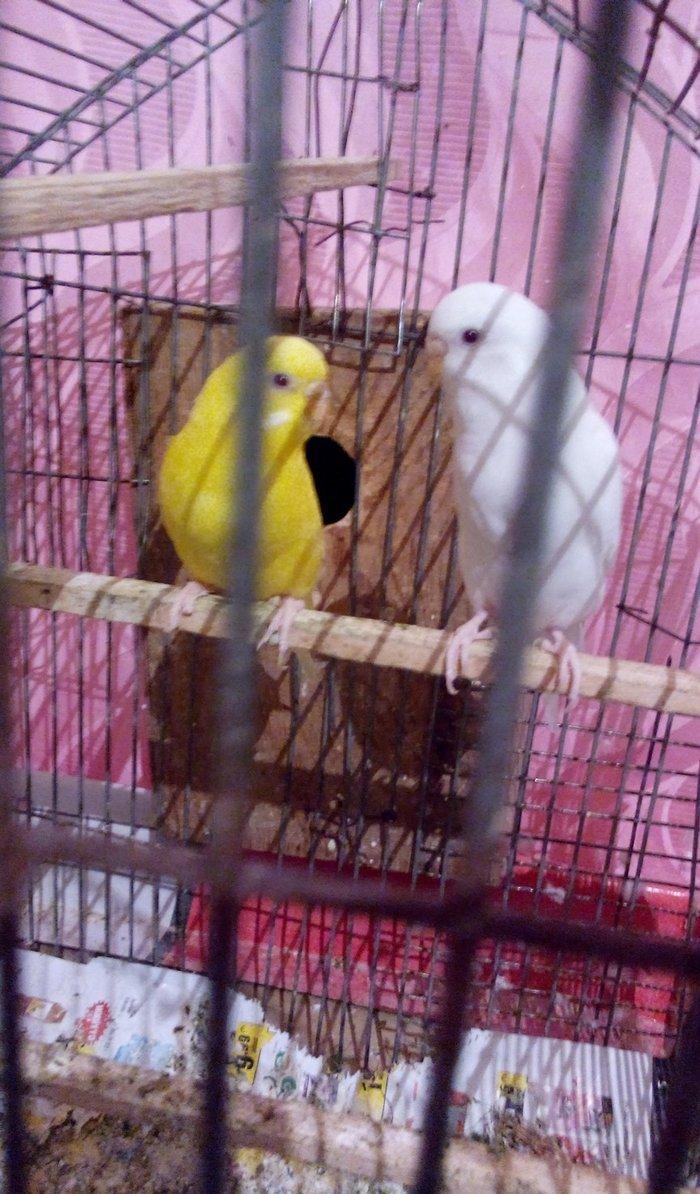 ikiside erkeydi . gorunduyu kimi biri tam sari biride tam agdi hec bir