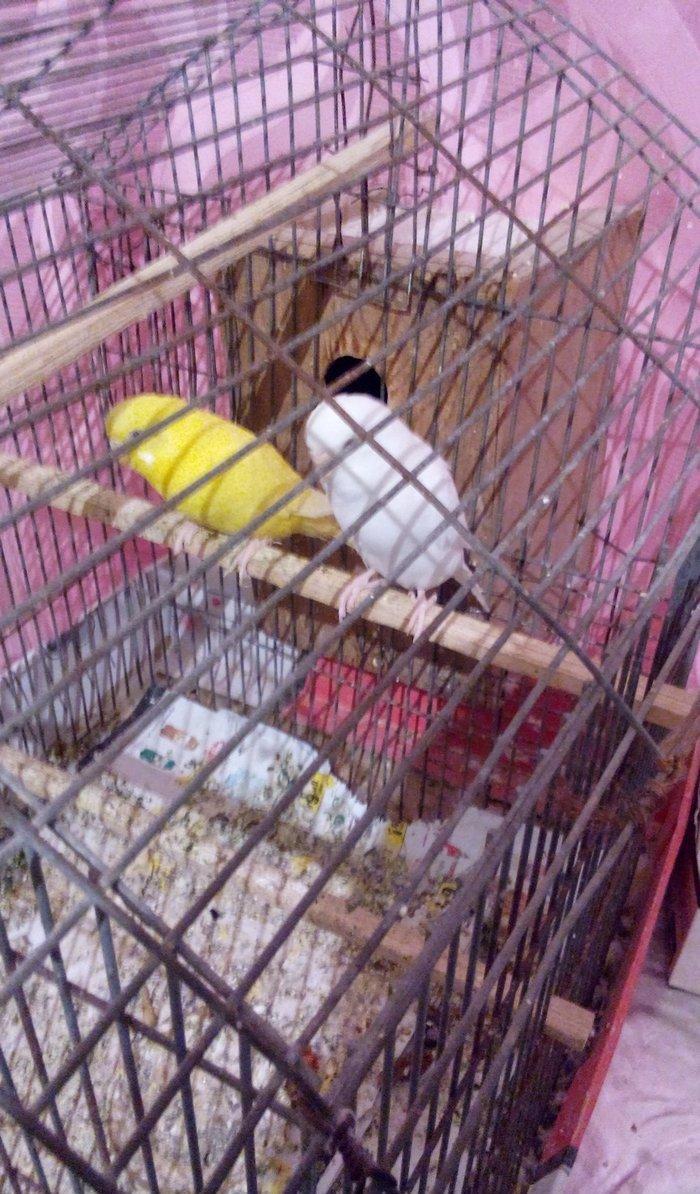 ikiside erkeydi . gorunduyu kimi biri tam sari biride tam agdi hec bir