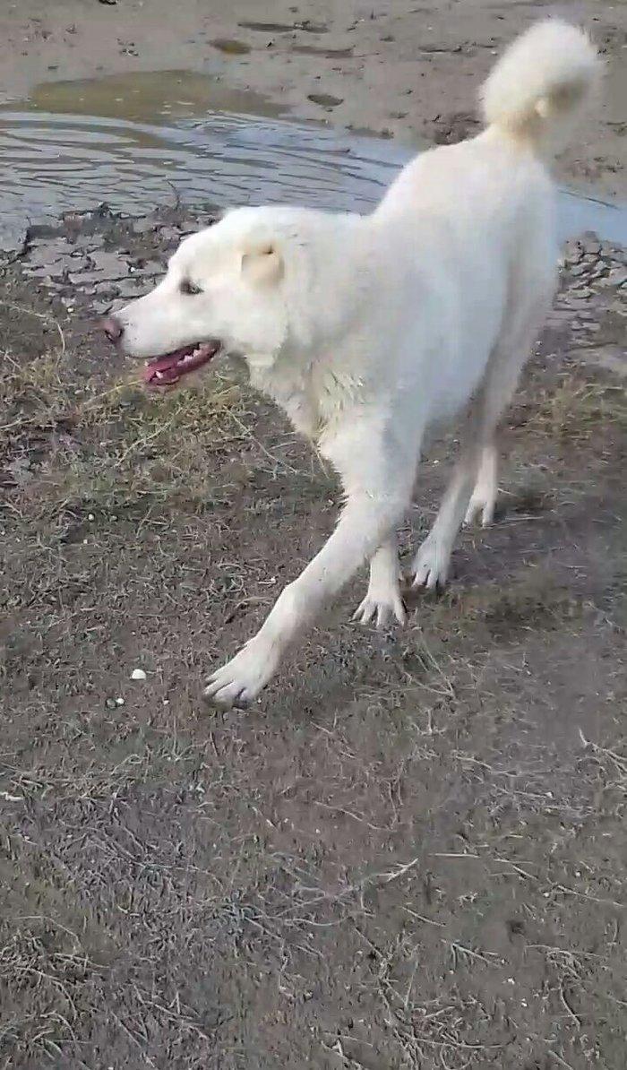 Salam Temiz Natura Aģ Alabay Balası Satiram Wekil realdi maraqlanan we