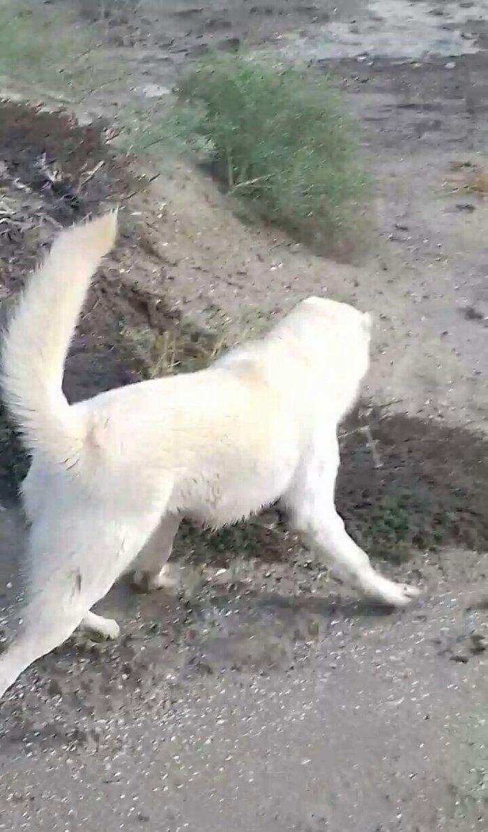 Salam Temiz Natura Aģ Alabay Balası Satiram Wekil realdi maraqlanan we