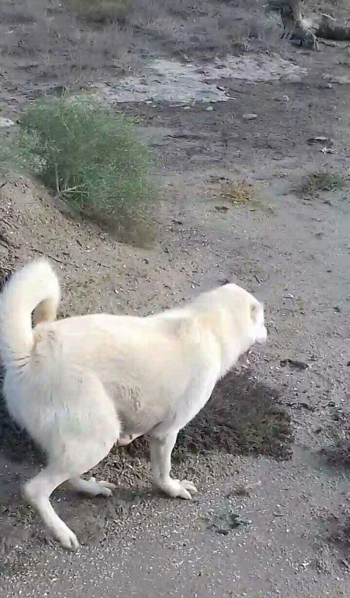 Salam Temiz Natura Aģ Alabay Balası Satiram Wekil realdi maraqlanan we