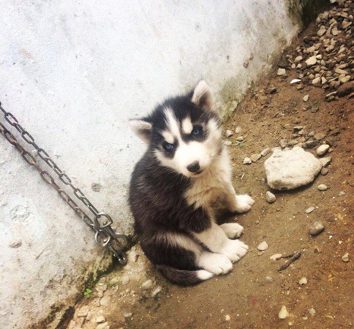Temiz xaski balası satılır 46 günlük 1 erkek qalıb şekildeki baladır a