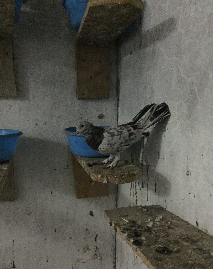 Ebreşler erkek maya xaiş olunur ciddi alıcılar narahat etsin boş bekar