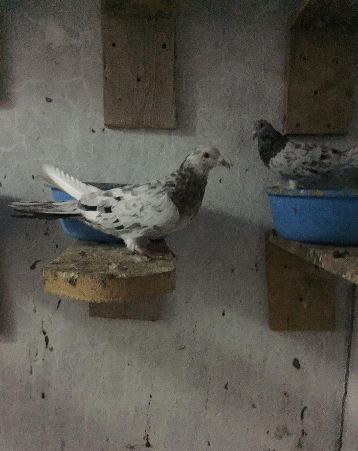 Ebreşler erkek maya xaiş olunur ciddi alıcılar narahat etsin boş bekar