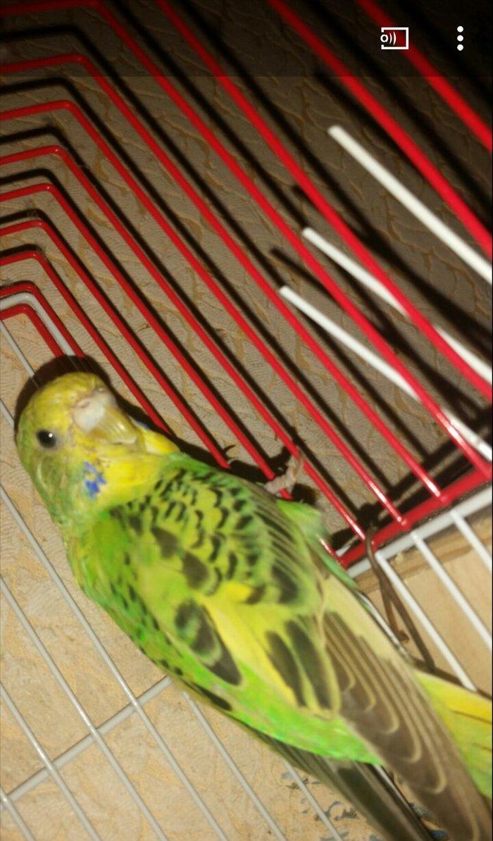 Tecili cox gozel renglere malik hazir cut satilir yuva hazirlayirlar s