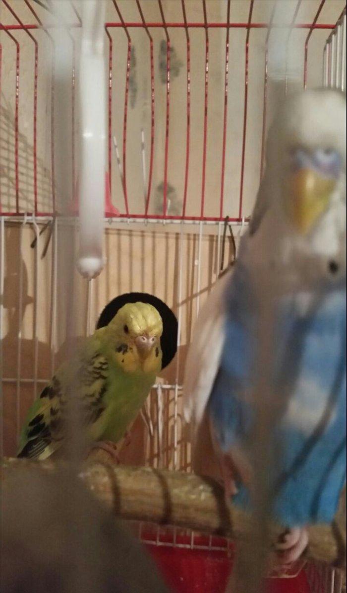 Tecili cox gozel renglere malik hazir cut satilir yuva hazirlayirlar s