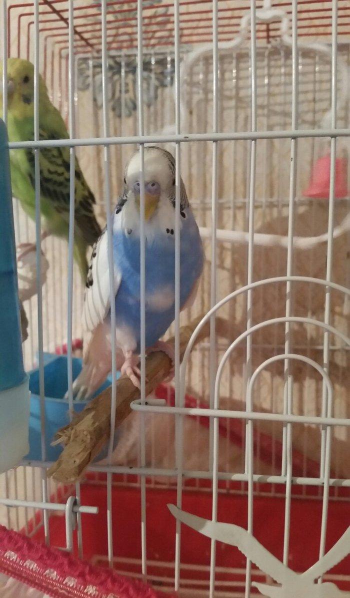 Tecili cox gozel renglere malik aktiv qizqin hazir cut satilir yuva du