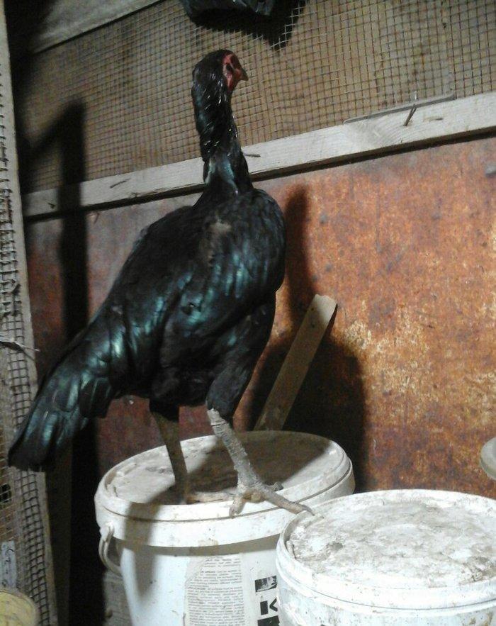 Heyratı toyugu temiz ingilis sortu yumurtlayir doyusgendir tam saglamd