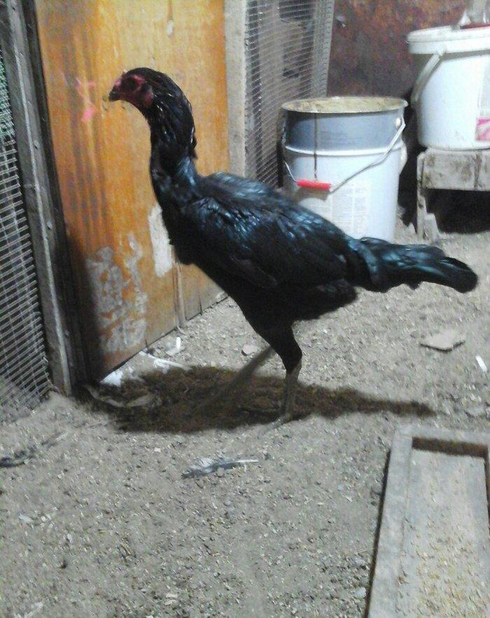 Heyratı toyugu temiz ingilis sortu yumurtlayir doyusgendir tam saglamd