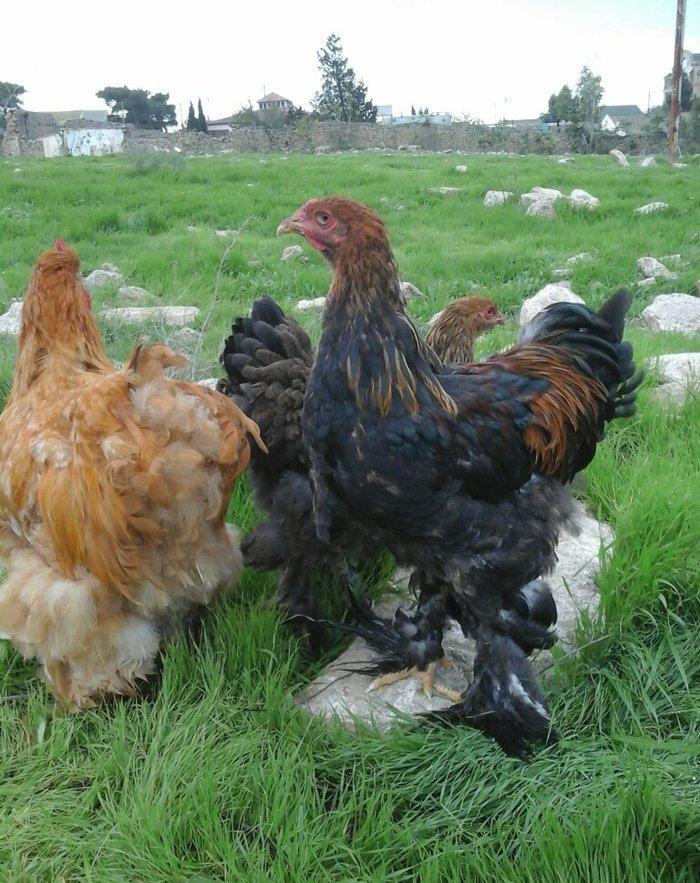 Koken dev xoruz 1 illikdir tam saglamdir alan olsa endirim olacaq.