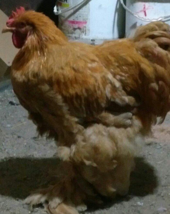 Koken dev xoruz 1 illikdir tam saglamdir alan olsa endirim olacaq.