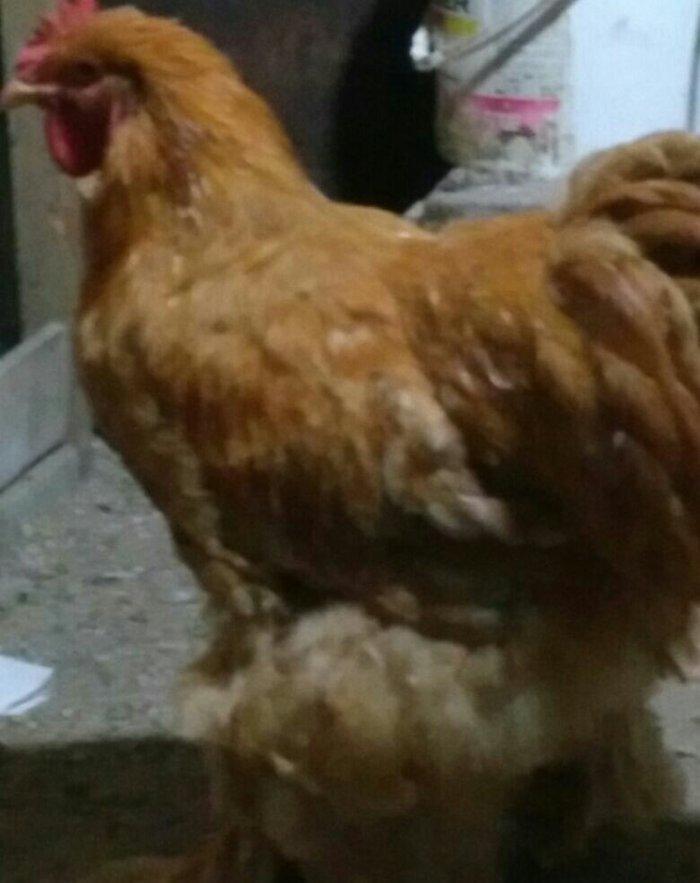 Koken dev xoruz 1 illikdir tam saglamdir alan olsa endirim olacaq.