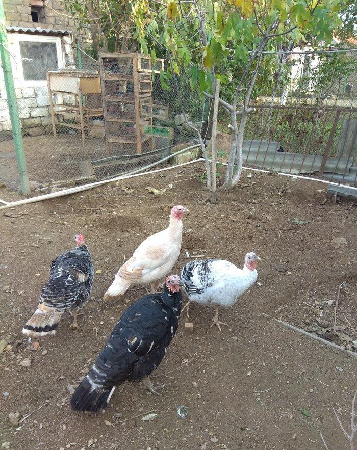 hinduşka 4-dene dişilər ,bir il altı aylıq. birəzdən yumurtalaycaq.  b