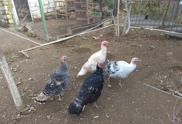 hinduşka 4-dene dişilər ,bir il altı aylıq. birəzdən yumurtalaycaq.  b