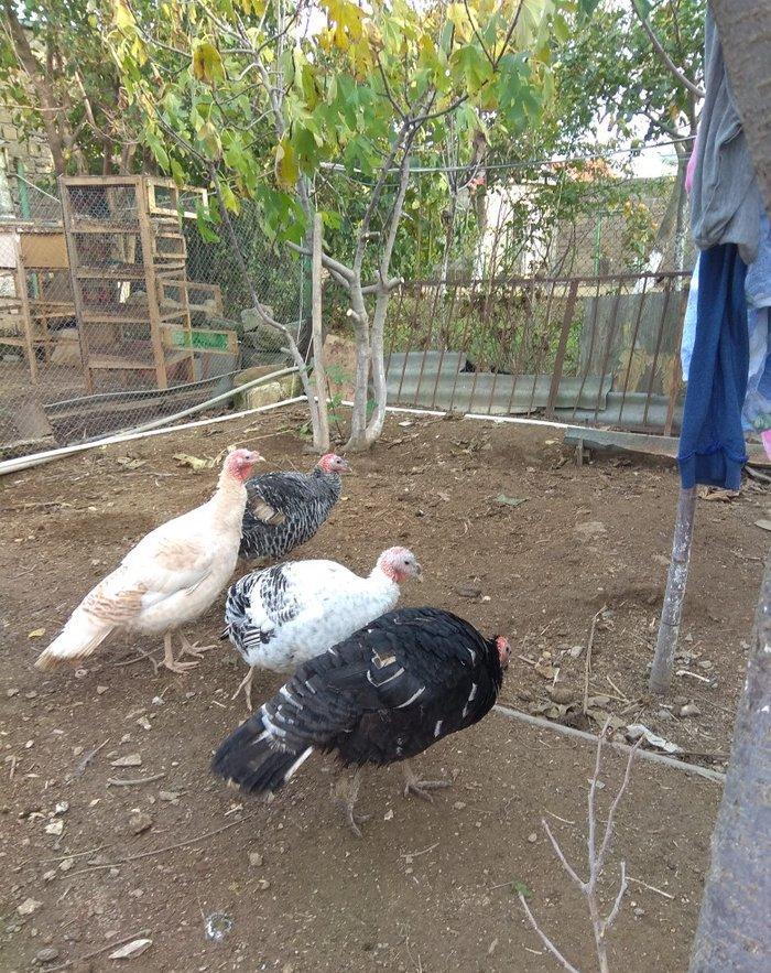 hinduşka 4-dene dişilər ,bir il altı aylıq. birəzdən yumurtalaycaq.  b