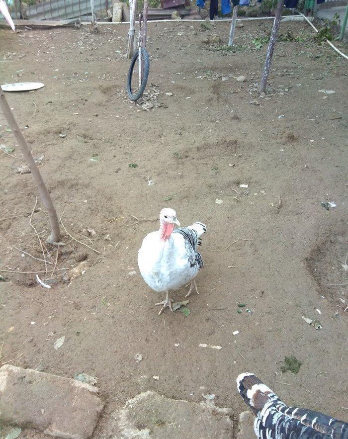 hinduşka 4-dene dişilər ,bir il altı aylıq. birəzdən yumurtalaycaq.  b