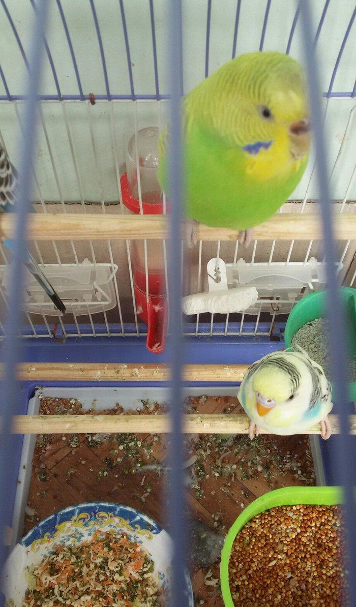 Papuqay satilir. Cox gozel rengi var. Disidir qizgin qusdur. Cute vura