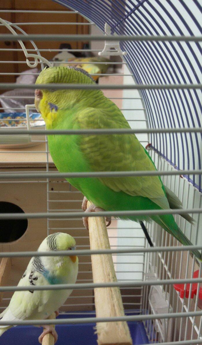 Papuqay satilir. Cox gozel rengi var. Disidir qizgin qusdur. Cute vura