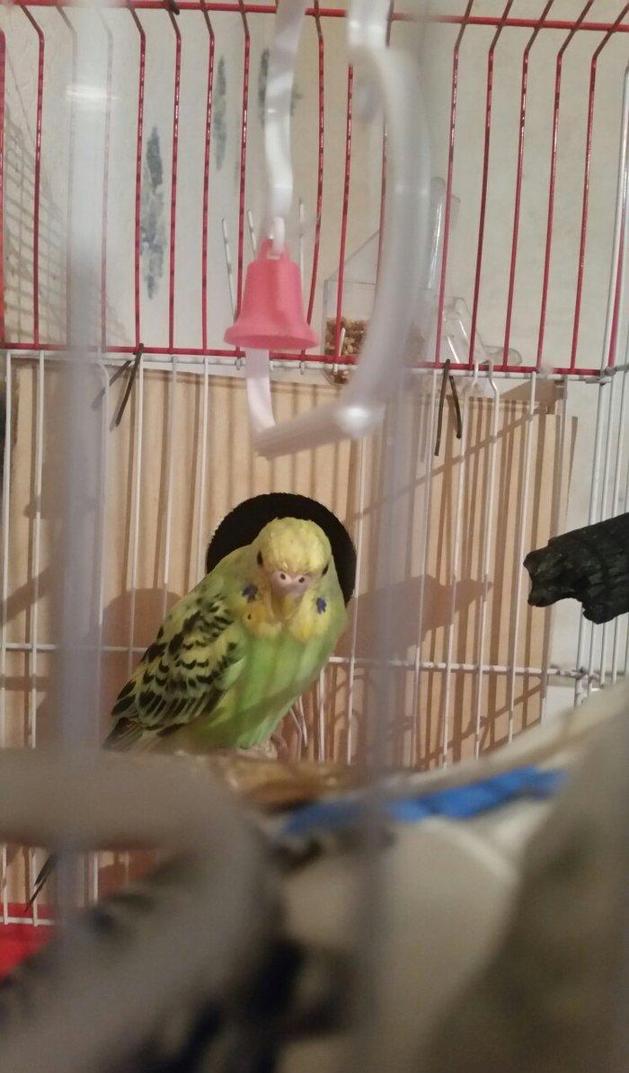 Tecili cox gozel renglere malik cavan cutluk satilir erkey yuva duzeld