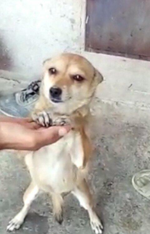 disi 1 yas 7 ayliqdi 2 defe bala verib . 50 azn qiymet sondu