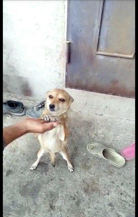 disi 1 yas 7 ayliqdi 2 defe bala verib . 50 azn qiymet sondu