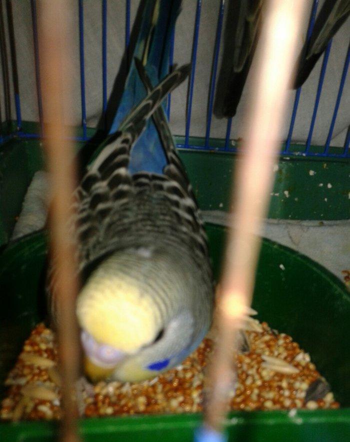 2 aylig cex balalar satilir.biri 30 azn.ana temiz cexdi atasinda donme