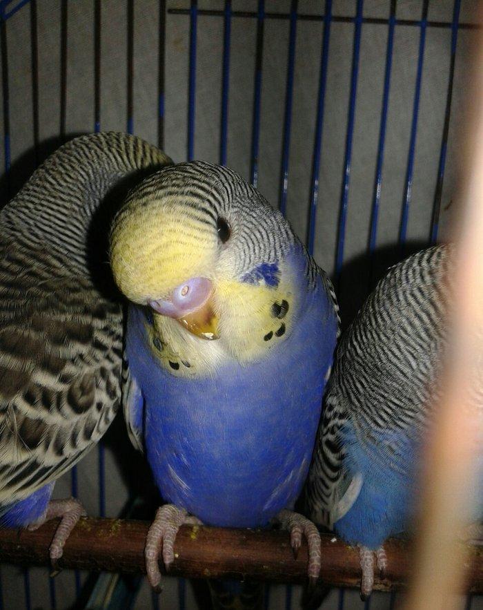 2 aylig cex balalar satilir.biri 30 azn.ana temiz cexdi atasinda donme