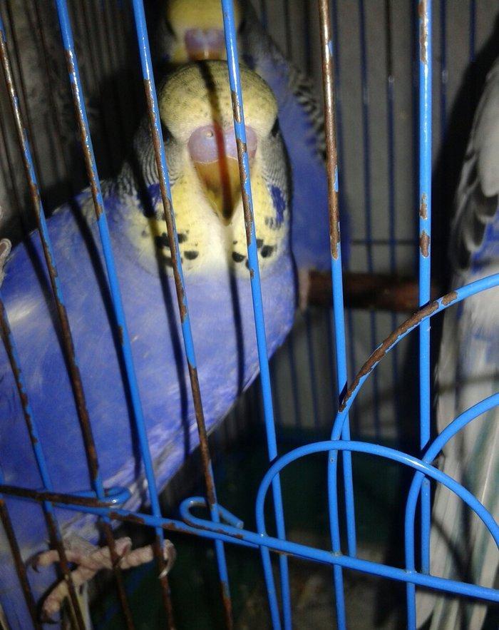 2 aylig cex balalar satilir.biri 30 azn.ana temiz cexdi atasinda donme