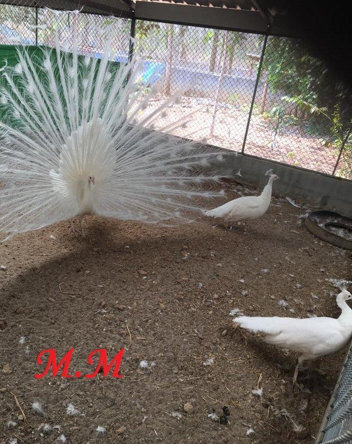 3 illik aq tovuz quşlarıdır.Gördüyünüz kimin cox saqlam esil tebiyet