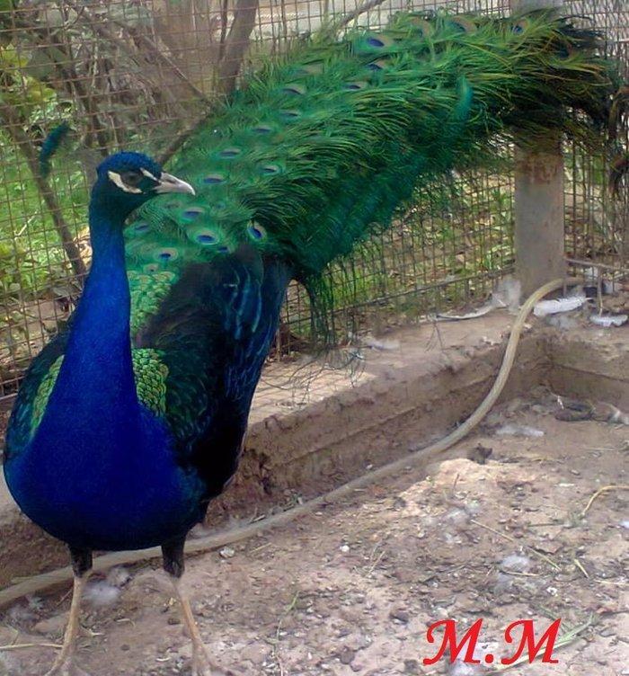 5 illik qara qanad erkey tovuz quşu..Gördüyünüz kimin cox saqlam esil