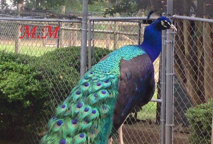 5 illik qara qanad erkey tovuz quşu..Gördüyünüz kimin cox saqlam esil