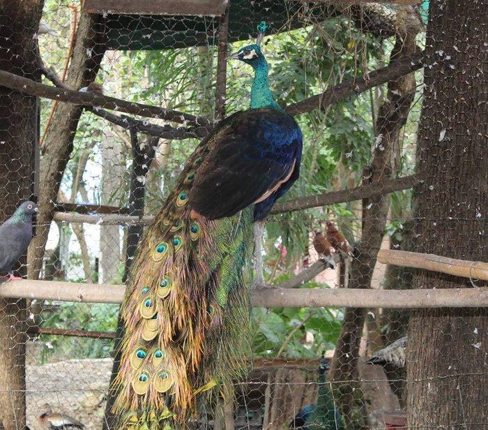 5 illik qara qanad erkey tovuz quşu..Gördüyünüz kimin cox saqlam esil