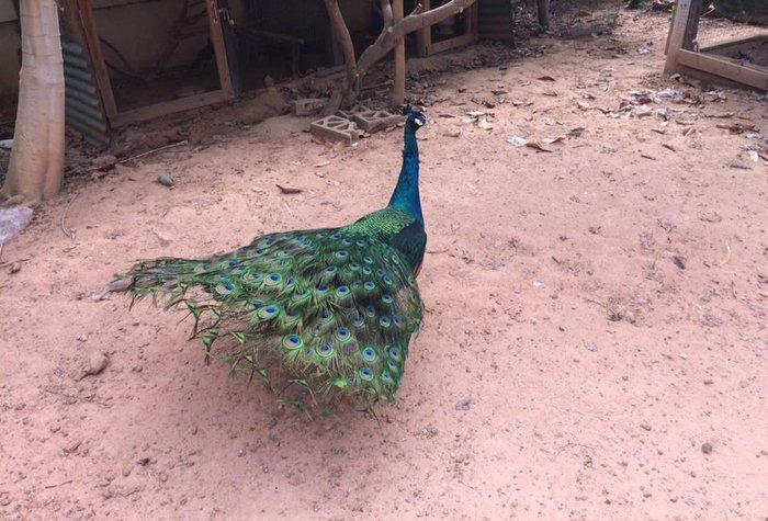 5 illik qara qanad erkey tovuz quşu..Gördüyünüz kimin cox saqlam esil